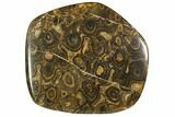 Polished Stromatolite (Greysonia) - Bolivia #113587-1